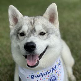 Prim - Siberian Husky