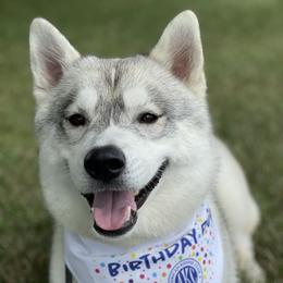 Prim - Siberian Husky