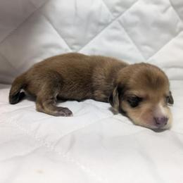 4 shaded cream - Cream male Dachshund puppy in Central Point, Oregon from MRS Long Dog Ranch