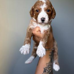 Cherry - Red  male Goldendoodle puppy in Smithfield, Kentucky from KBK9 Kennels