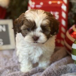Mal-Shis, Maltese, Shihpoos, and Yorkshire Terriers from Mountain State Puppies