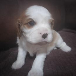 Luke Skywalker - Blenheim male Cavalier King Charles Spaniel puppy in Franklin, North Carolina from Cavaliers of the County Macon