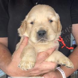 Scattegories (red) - Golden female Golden Retriever puppy in Argyle, Texas from Skarlotte Goldens, LLC