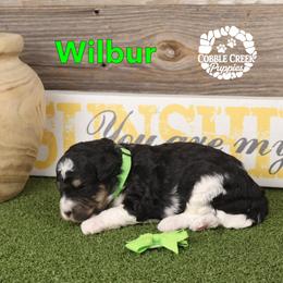 Boy 1 - male Bernedoodle puppy in Heyworth, Illinois from Cobble Creek Puppies