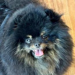 Choca - Pomeranian