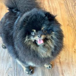 Choca - Pomeranian