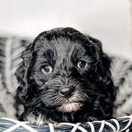 Whisper - Black and chalk male Australian Labradoodle puppy in Decatur, Alabama from Southern Meadows Doodles