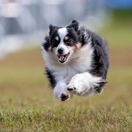 Border Collies, Miniature Australian Shepherds, and Toy Australian Shepherds from Windy Ridge Farms