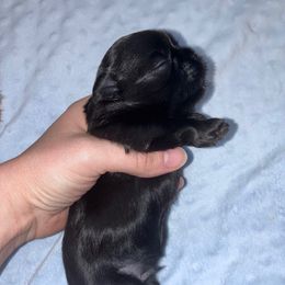 Joe - Black male Shih Tzu puppy in Kettering, Ohio from The Ruff Life Tribe