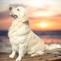 Finley - Golden Retriever