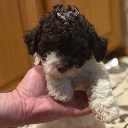 Custard Croissant - White female Lagotto Romagnolo puppy in Chicago, Illinois from Midwest Lagotto Romagnolo
