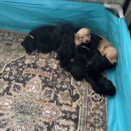 Labrador Retriever Puppies from Creekside Canines