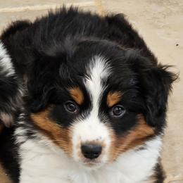 Reyna - Black tri female Miniature American Shepherd puppy in Hume, Virginia from Shadow Fox Farm