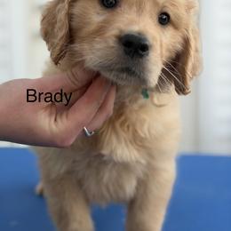 1st pick on waitlist - Golden male Golden Retriever puppy in Clay Center, Nebraska from Storm Chasers- Golden Retrievers & Basset Hounds