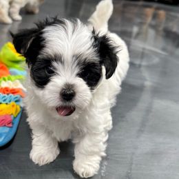 Lily of the Valley - White female Morkie puppy in Tucson, Arizona from Sun-Kissed Morkies