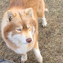 Symphony - Siberian Husky