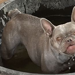 French Bulldogs from Wooftown Kennels