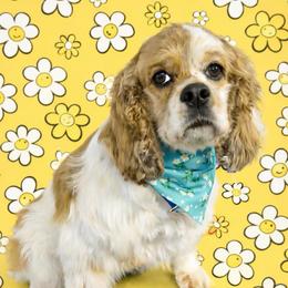 Bonnie - Cocker Spaniel