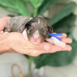 Dark Blue - Blue merle male Bernedoodle puppy in Charleston, South Carolina from Palm Belle Doodles