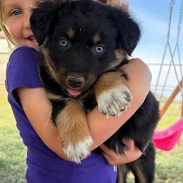 Gretchen - Black tri-color female Australian Shepherd puppy in Roff, Oklahoma from Circle J Aussies