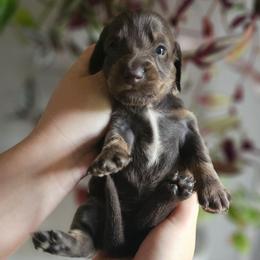 Princess Leia- AKC - Blue and tan female Dachshund puppy in Loganville, Georgia from Royal Dackel Haus