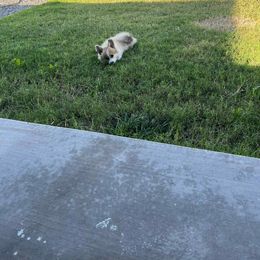 Miniature American Shepherd and Pembroke Welsh Corgi Puppies from Zugspitze Pembroke Welsh Corgis & Mini American Shepherds