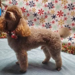 Legacy - Australian Shepherd