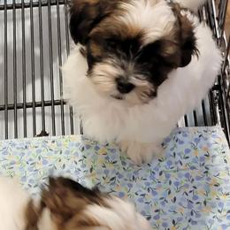 Cooper - Black and white male Havanese puppy in Tarrant County, Texas from Jerico Havanese