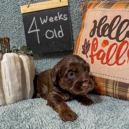 Australian Labradoodle Puppies from Forever Friends Labradoodles