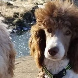 Goldendoodles and Poodles from Doodles by the Dam