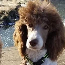 Goldendoodles and Poodles from Doodles by the Dam