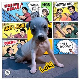 Loki - White and blue male American Hairless Terrier puppy in Buckingham, Illinois from Gaus Hof