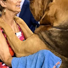 Bloodhounds from Sherick's Bloodhounds
