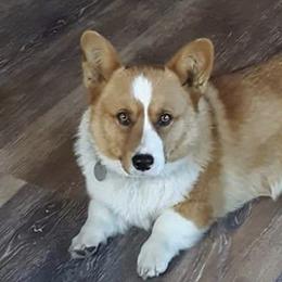 Woodrow - Pembroke Welsh Corgi