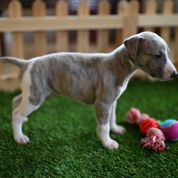 Slate - Blue brindle male Whippet puppy in Gentry, Arkansas from Mardel Robeson of Mulberry Hollow Whippets