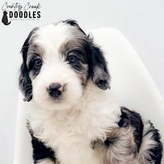 Bobby - female Australian Mountain Doodle puppy in Tipton, Indiana from Country Creek Doodles