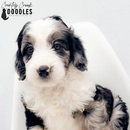Bobby - female Australian Mountain Doodle puppy in Tipton, Indiana from Country Creek Doodles
