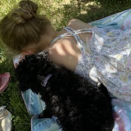 Poodles from Magnolia Cottage
