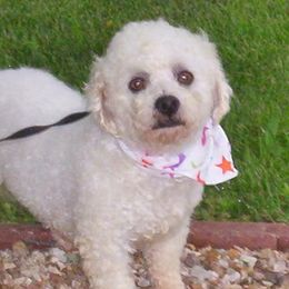 Cotton - Bichon Frise
