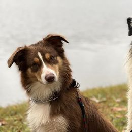 Australian Shepherds from Greight Aussies