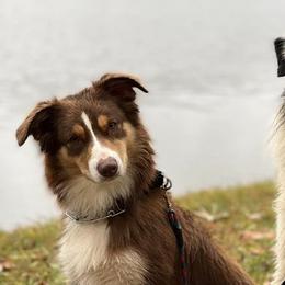 Australian Shepherds from Greight Aussies