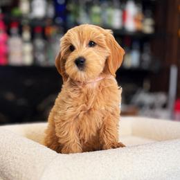 Lady - Apricot female Goldendoodle puppy in South Jordan, Utah from Wasatch Pup