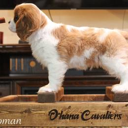 Cavalier King Charles Spaniel Puppies from Ohana Cavaliers