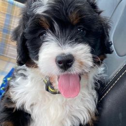 Bernedoodles, Goldendoodles, and Golden Retrievers from Farr’s Goldens and Doodles