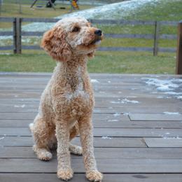 Gwenny - Goldendoodle