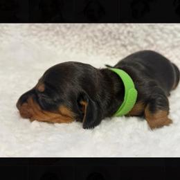 Buddy - Black and tan male Dachshund puppy in Bakersfield, California from KC Doxies
