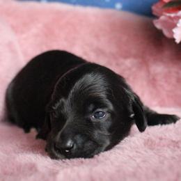 Kelly - Black female Dachshund puppy in Pace, Florida from Shoebox Doxie’s