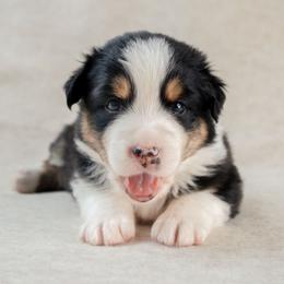 Liberty - Black tri-color female Australian Shepherd puppy in Aberdeen, North Carolina from Huckleberry Hill Aussies LLC.