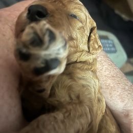 German Shorthaired Pointer and Goldendoodle Puppies from Leppards Kennel