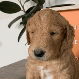 Goldendoodles and Golden Retrievers from Polk Pups